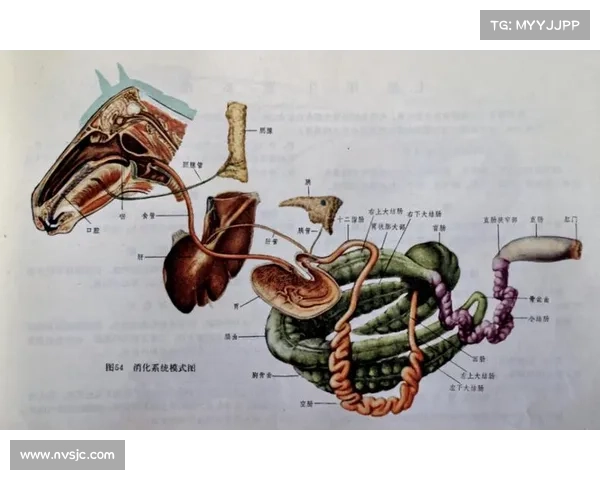 马的脚趾结构解析及其与其他动物脚趾构造的异同分析 马的脚趾结构解析及其与其他动物脚趾构造的异同分析